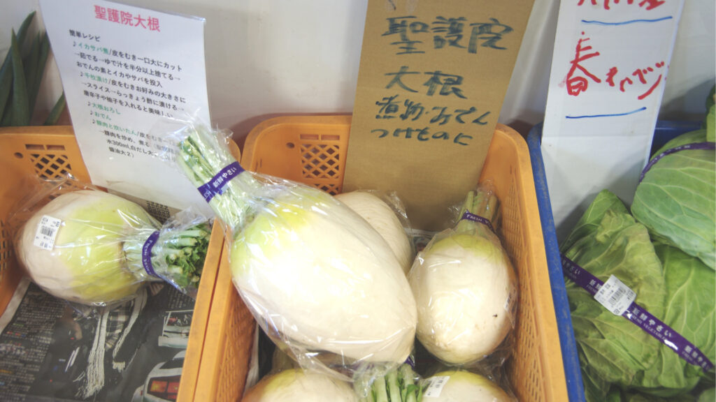聖護院大根を発見